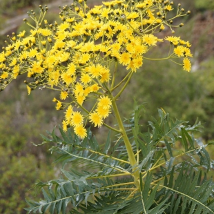 Sonchus canariensis